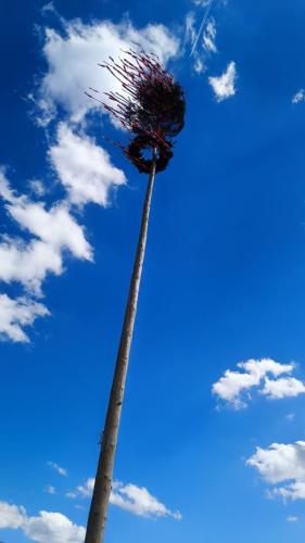 Maibaum 2024